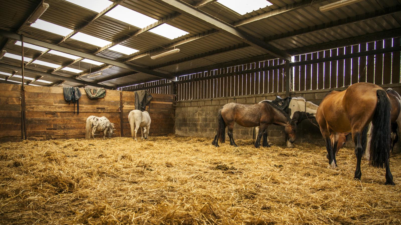 the-equestrian-centre-screen-kerry